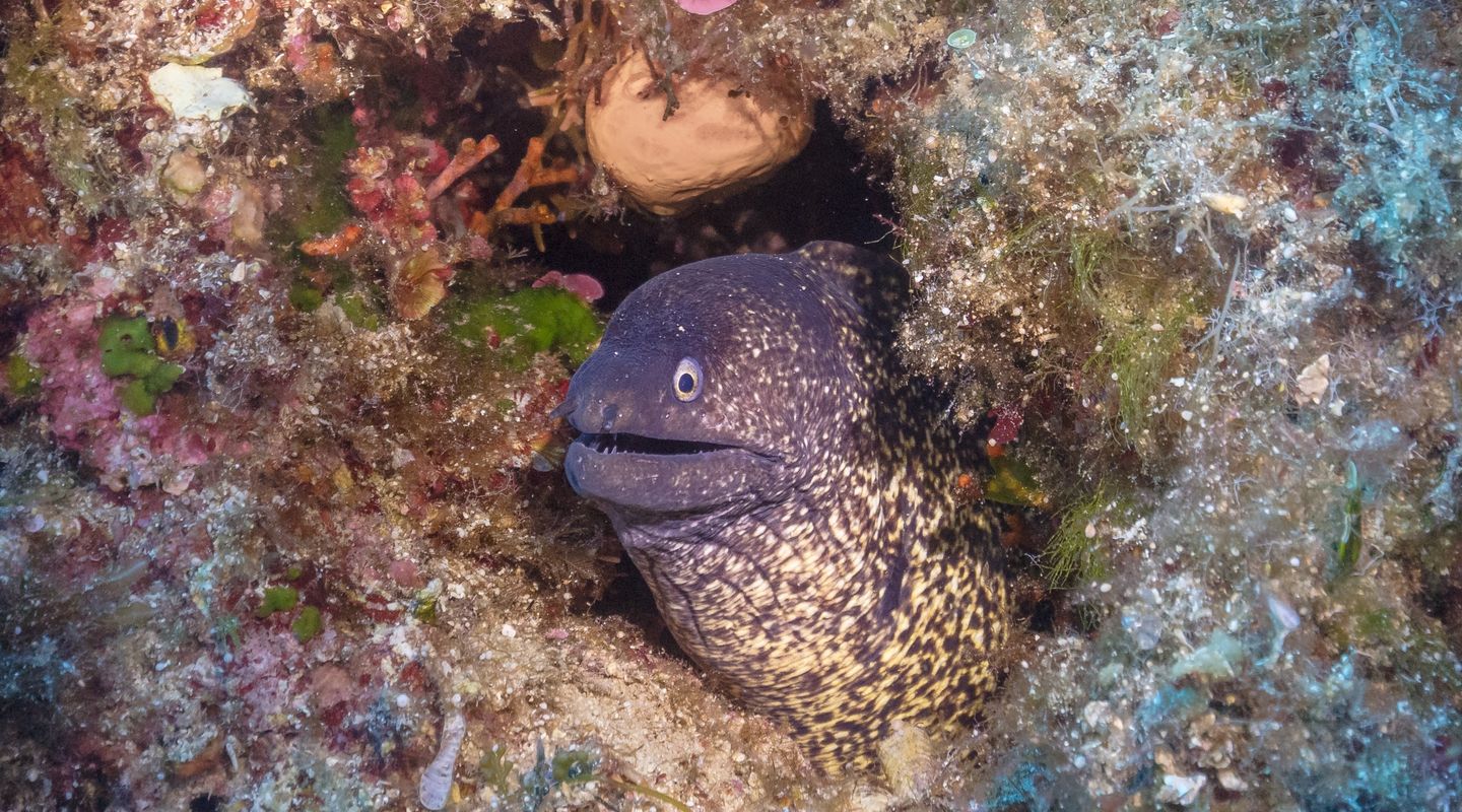 La murène commune Nausicaa